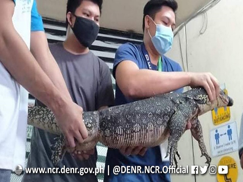 LOOK: Giant ‘bayawak’ nahuli sa BF Homes sa Paranaque