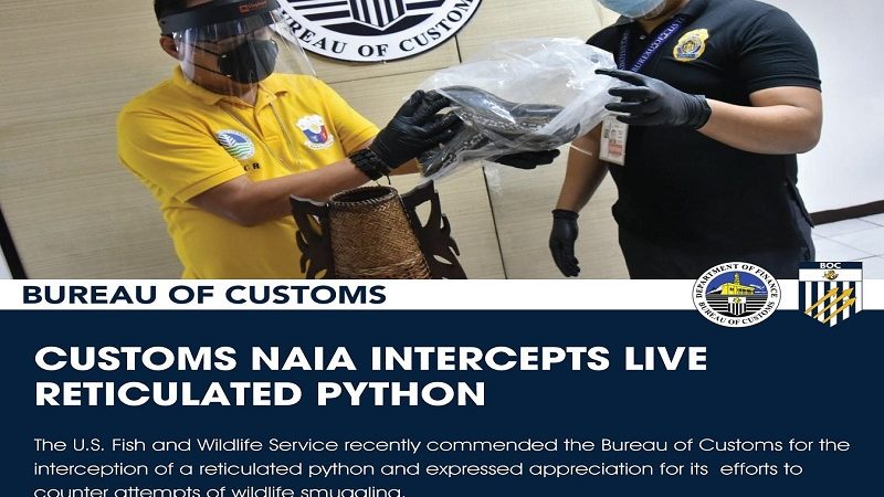 Buhay na python natuklasan ng Customs sa mga kargamento ng ‘rattan basket’