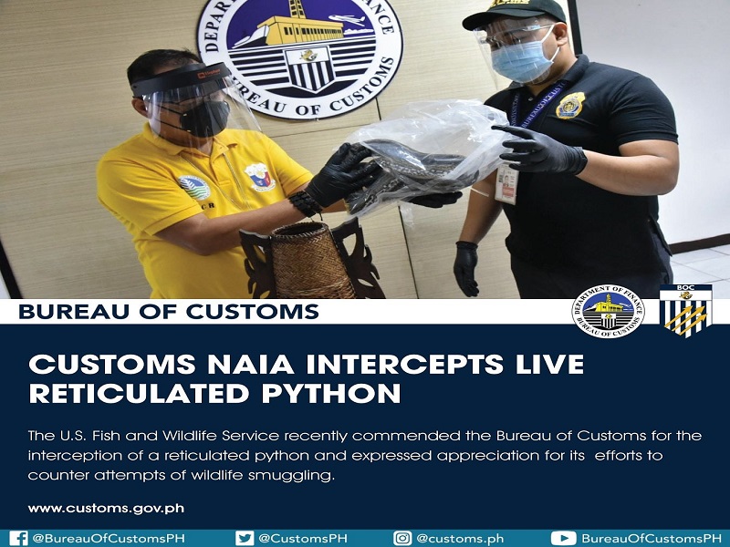 Buhay na python natuklasan ng Customs sa mga kargamento ng ‘rattan basket’