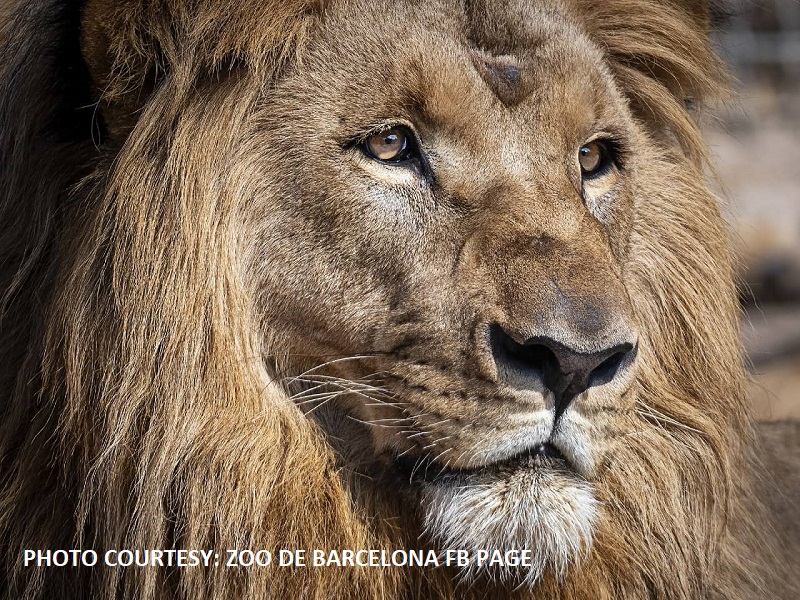 Apat na leon sa isang zoo sa Barcelona nagpositibo sa COVID-19