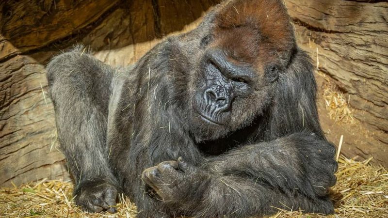 Dalawang gorilla sa San Diego Zoo Park nagpositibo sa COVID-19