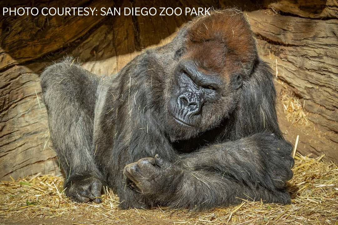 Dalawang gorilla sa San Diego Zoo Park nagpositibo sa COVID-19