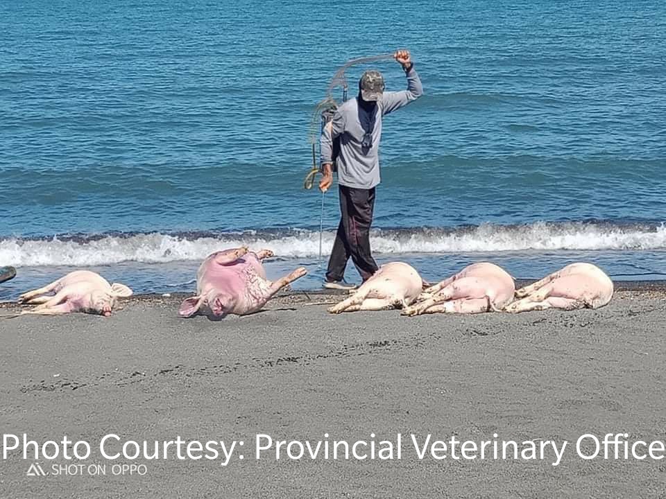 Naglutang na mga patay na baboy natagpuan sa dalampasigan ng Naujan