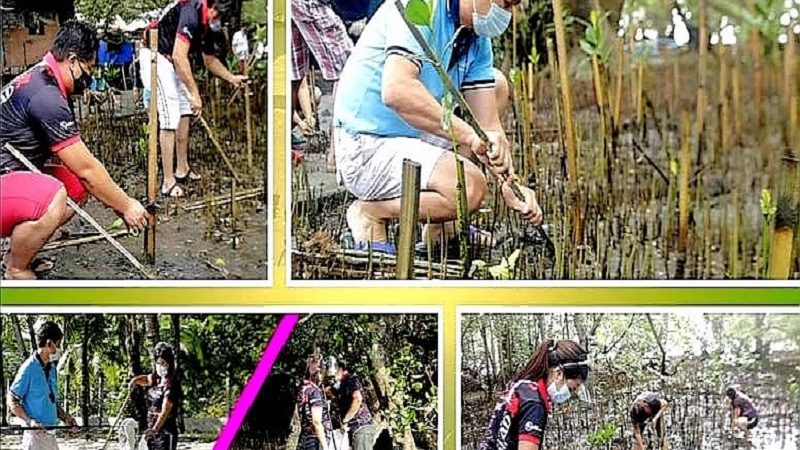Mangrove kapalit ng kontrata; mandatory na pagtatanim ng mangrove kapalit ng permit at kontrata ipatutupad na ng PPA