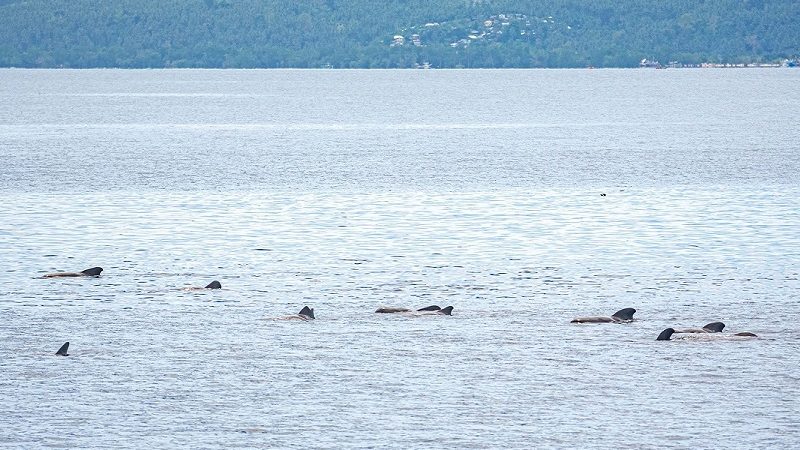 Daan-daang dolphins at balyena namataan sa karagatan ng Sarangani