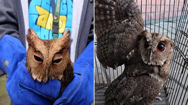LOOK: Scops owl nailigtas sa Pasay City