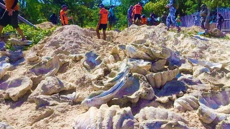 P160M na halaga ng Giant Clam Shells nakumpiska ng Coast Guard sa Palawan