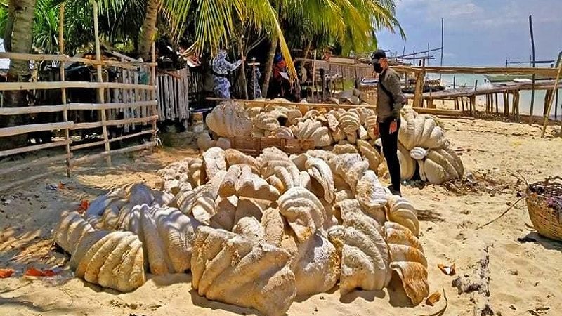 P1.2B na halaga ng Giant Clam Shell nakumpiska sa Palawan