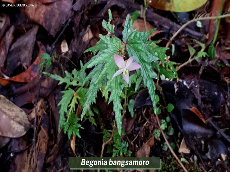 LOOK: Bagong diskubreng halaman sa Lanao Del Sur pinangalanang Begonia Bangsamoro