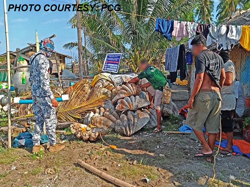 P57M na halaga ng giant clam shells nakumpiska sa Palawan