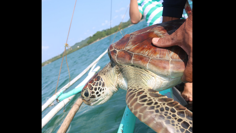 Green Sea Turtle nailigtas sa karagatan ng Pagbilao, Quezon