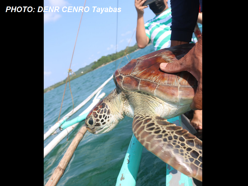 Green Sea Turtle nailigtas sa karagatan ng Pagbilao, Quezon