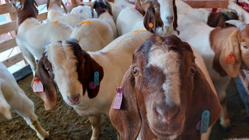 Breeder sheep at kambing mula Australia, dumating na sa bansa