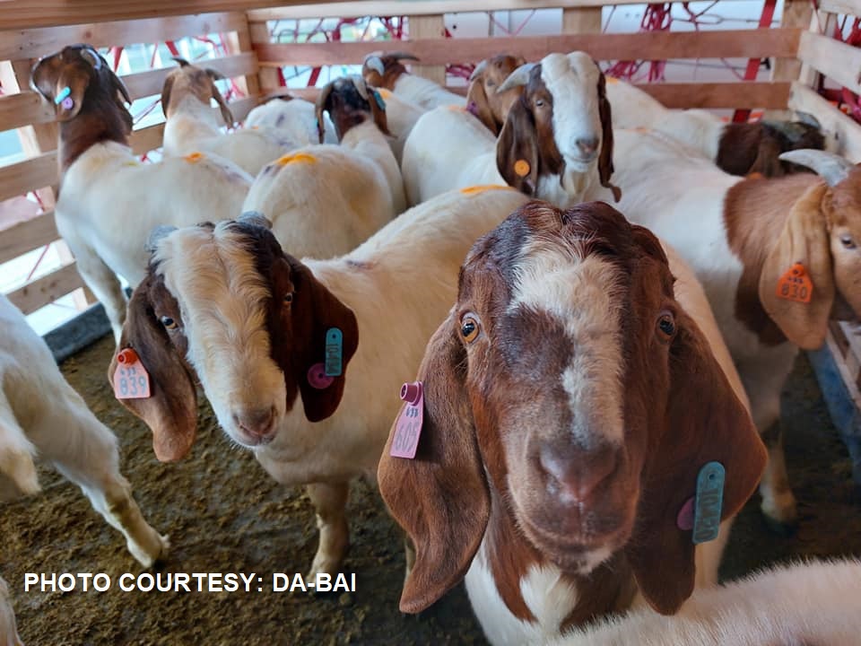 Breeder sheep at kambing mula Australia, dumating na sa bansa