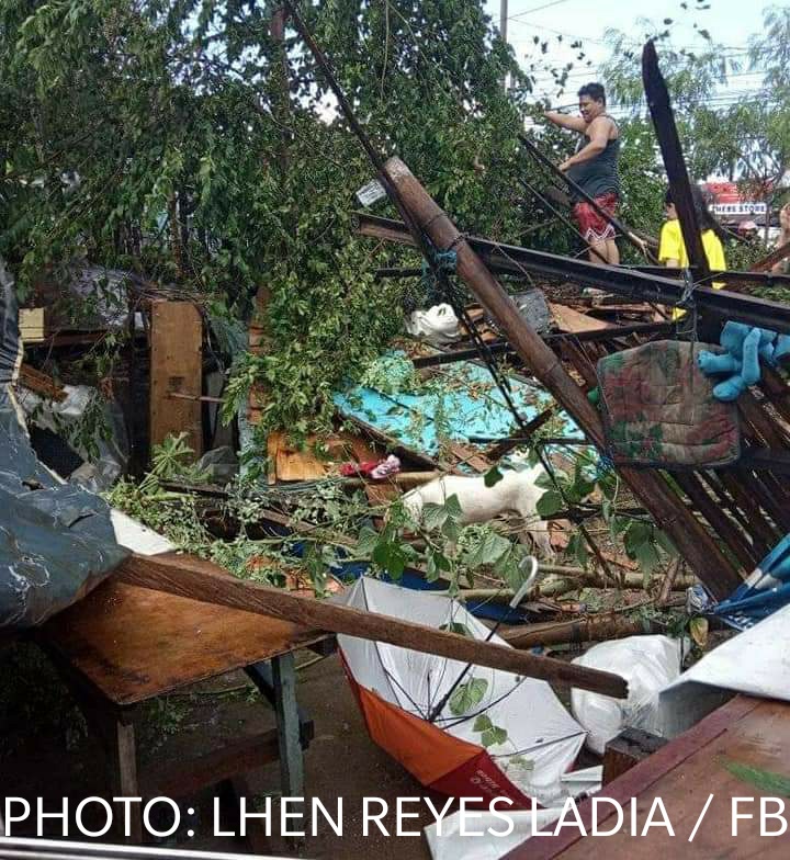 Malalaking puno nagbagsakan dahil sa malakas na hangin at ulan na naranasan sa Caloocan