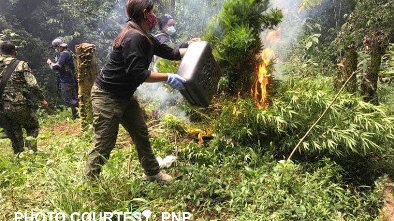 Mahigit P45M na halaga ng tanim na marijuana winasak sa Benguet