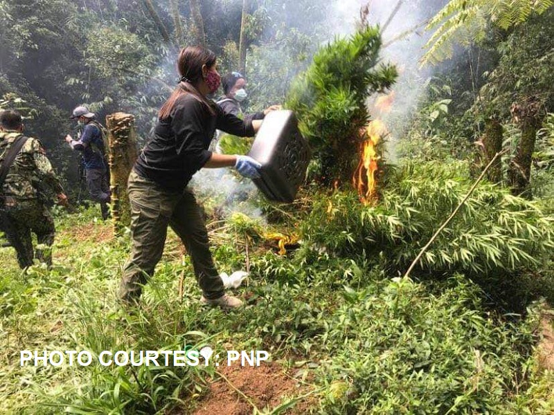 Mahigit P45M na halaga ng tanim na marijuana winasak sa Benguet