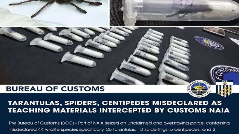 Mga gagamba at centipedes nakumpiska ng Customs