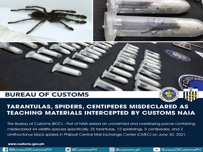 Mga gagamba at centipedes nakumpiska ng Customs