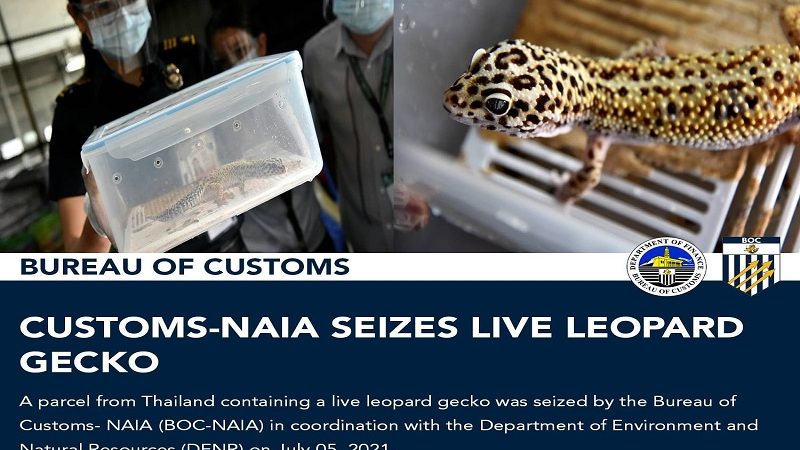 Buhay na leopard gecko nakumpiska ng Customs sa kargamento galing ng Thailand