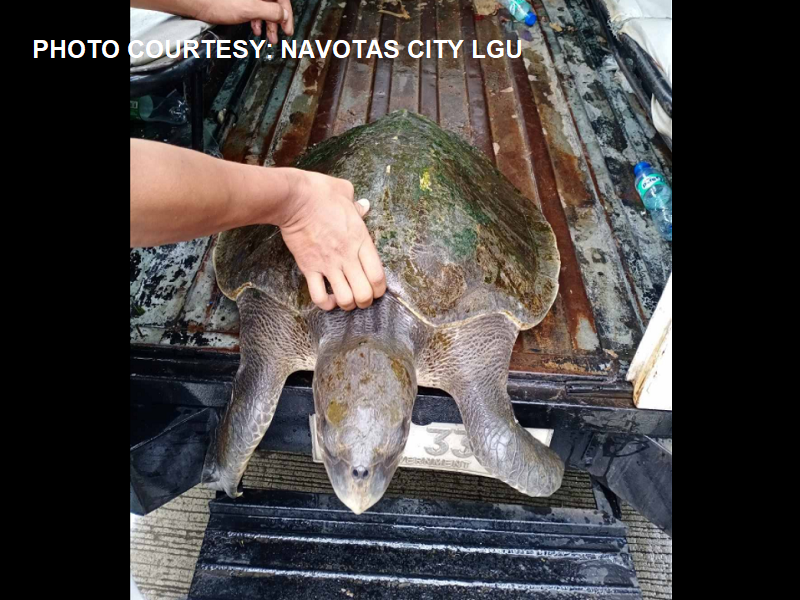 Pawikan napadpad sa baybayin ng Brgy. Daanghari sa Navotas