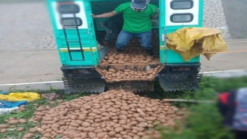 Mahigit isang toneladang patatas sa Benguet itinapon na lang matapos hindi mabenta at mabulok