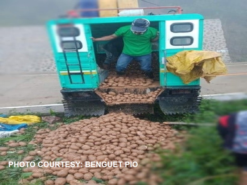 Mahigit isang toneladang patatas sa Benguet itinapon na lang matapos hindi mabenta at mabulok