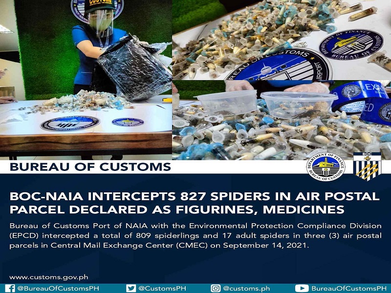 Mahigit 800 gagamba galing Poland nakumpiska ng Customs