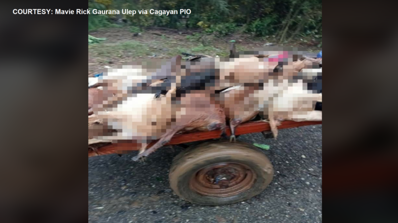 56 na kambing at tupa nalunod sa Gattaran, Cagayan