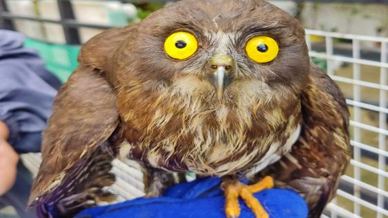LOOK: Hawk-owl natagpuan sa Caloocan City