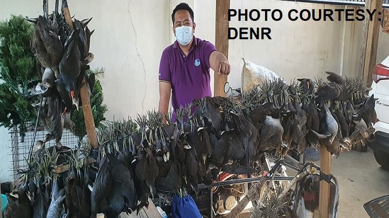 LOOK: Halos 200 ibon na ilegal na hinuli sa Bulacan, nailigtas ng mga otoridad