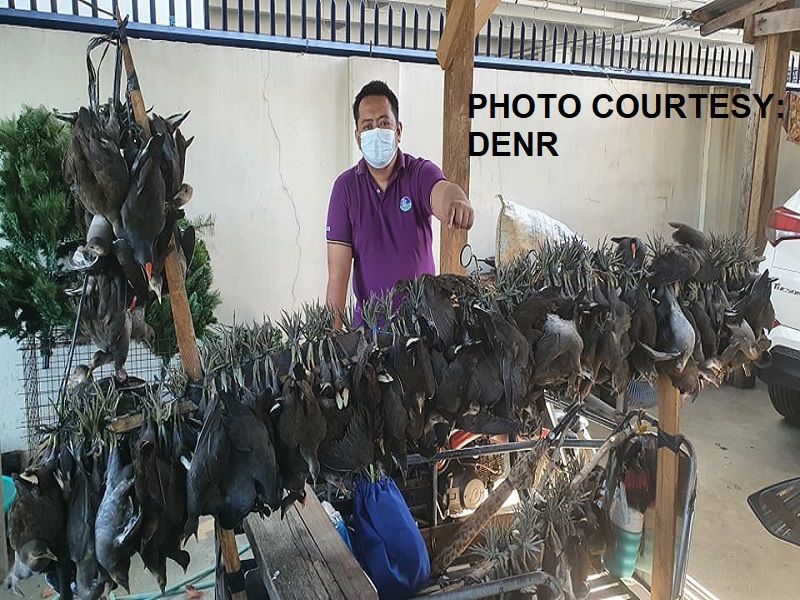 LOOK: Halos 200 ibon na ilegal na hinuli sa Bulacan, nailigtas ng mga otoridad