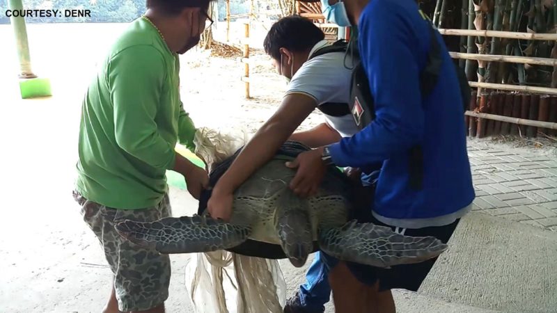 Endangered sea turtle nailigtas sa Pampanga