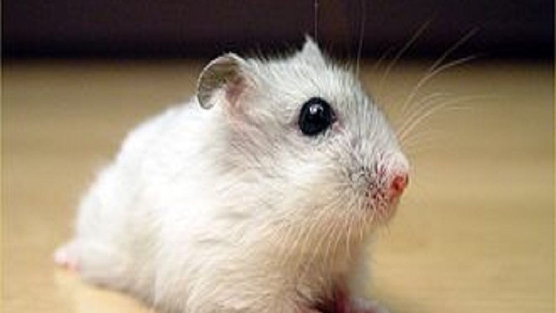 2,000 hamster kakatayin sa Hong Kong; ilan sa mga ito ang nagpositibo sa COVID-19