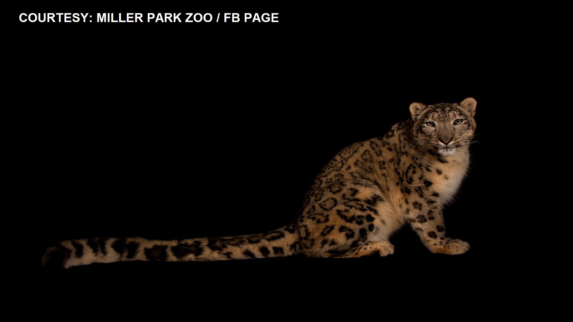 Snow Leopard pumanaw sa Zoo sa Illinois matapos tamaan ng COVID-19