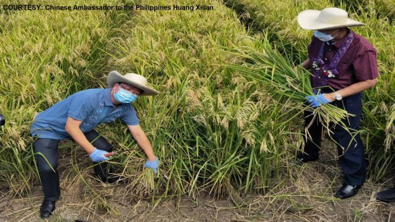 TINGNAN: Chinese Ambassador Huang Xilian sinubukang mag-ani ng palay