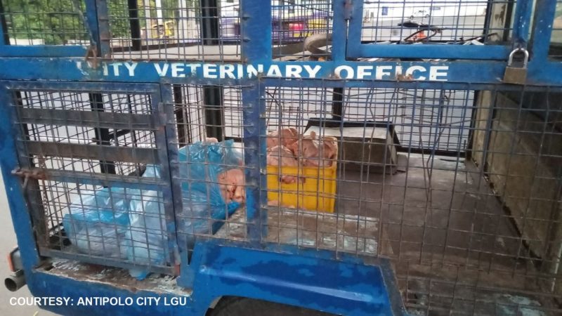 Halos 70 kilo ng illegally dressed chickens nakumpiska sa Antipolo