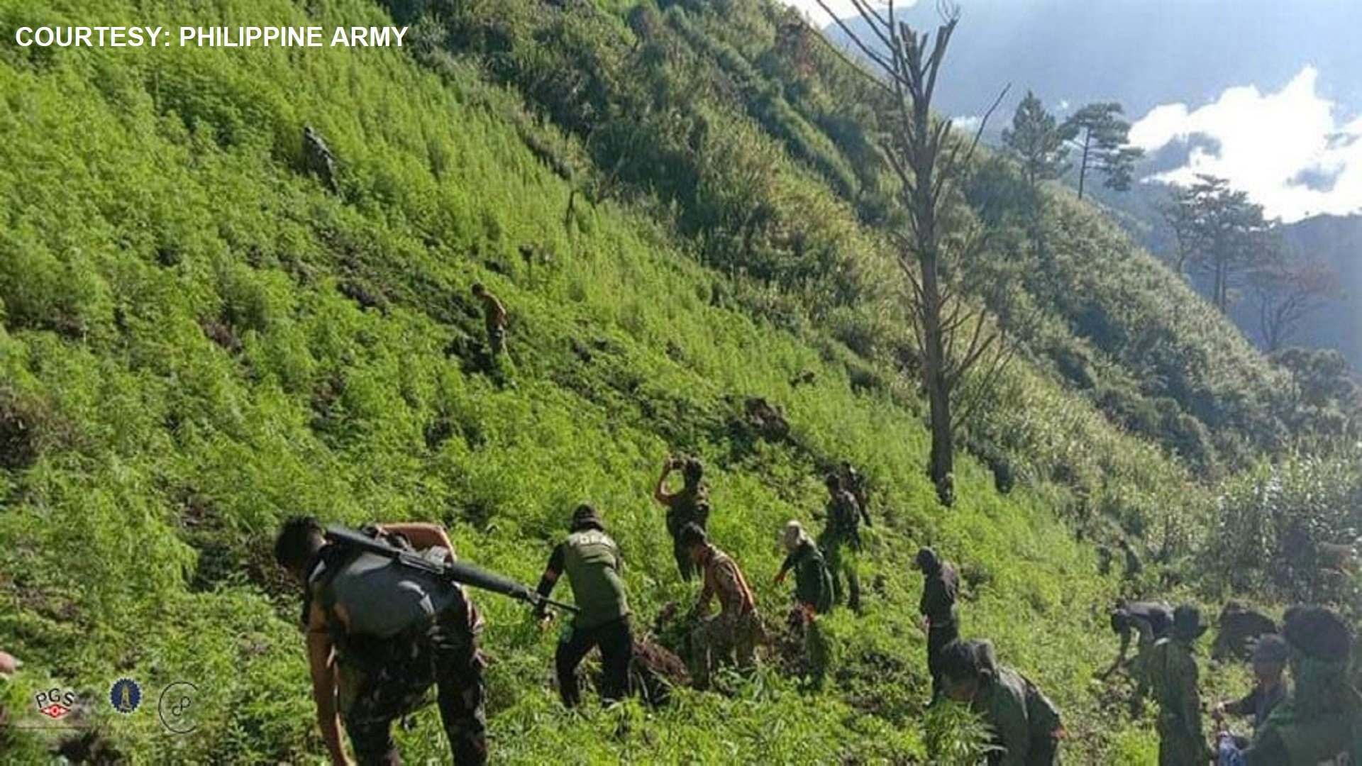 P300M na halaga ng marijuana winasak sa Kalinga; 3 ang naaresto