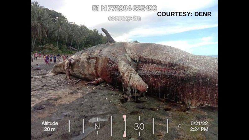 Sperm Whale na 60 feet ang haba natagpuang walang buhay sa baybayin ng Davao Occidental