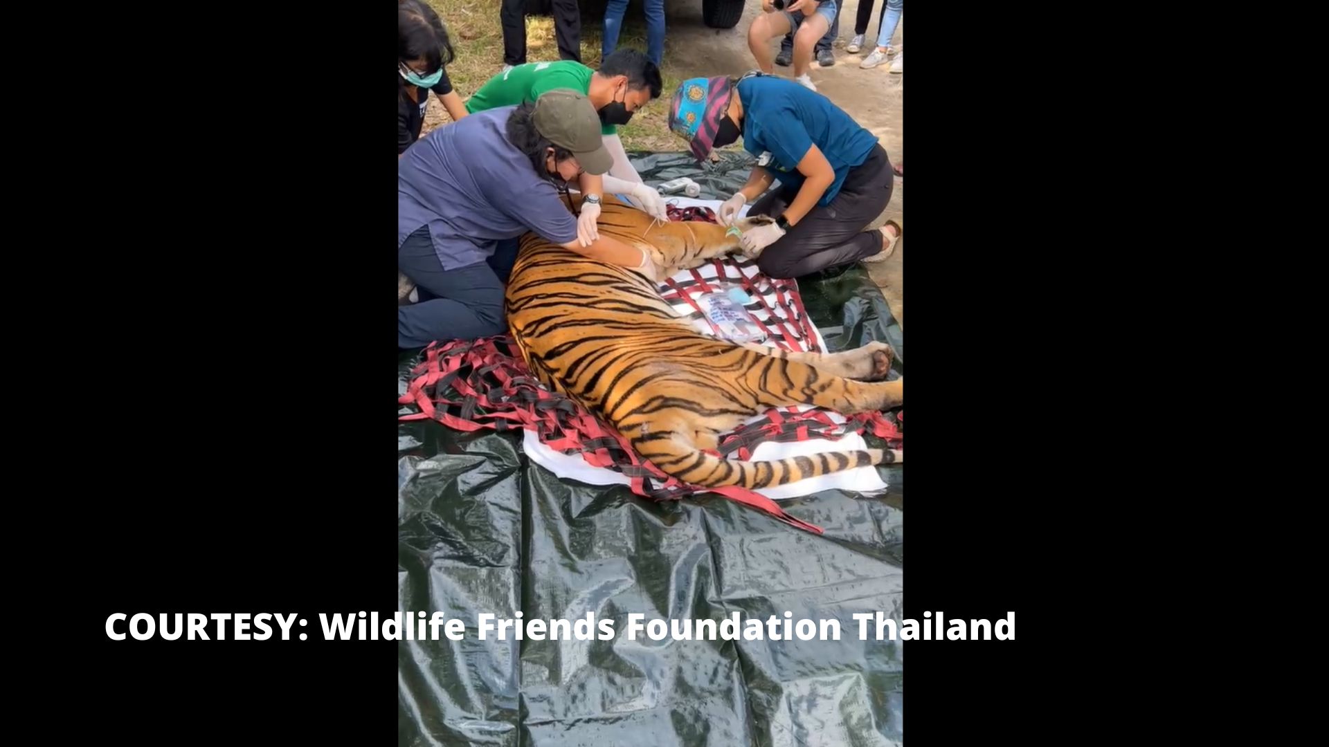 Inabandonang mga tigre at bear sa nagsarang Zoo sa Thailand, na-rescue