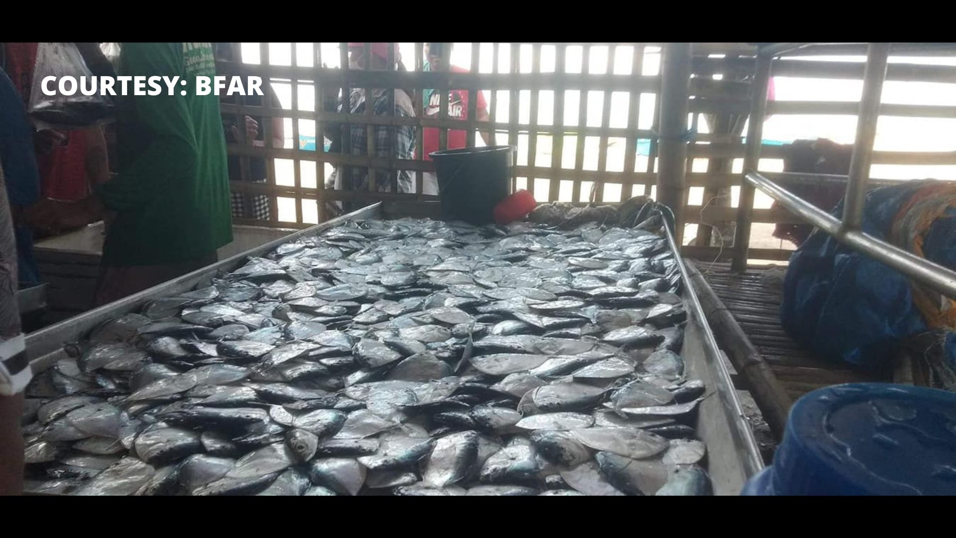 Huling isda ng mga mangingisda sa San Jose, Occidental Mindoro dumami