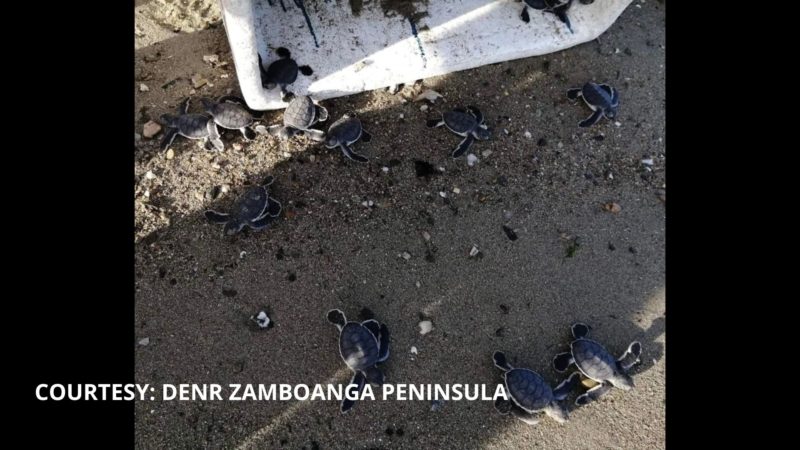 TINGNAN: 94 na Green Sea Turtle hatchlings pinakawalan sa Zamboanga Del Norte