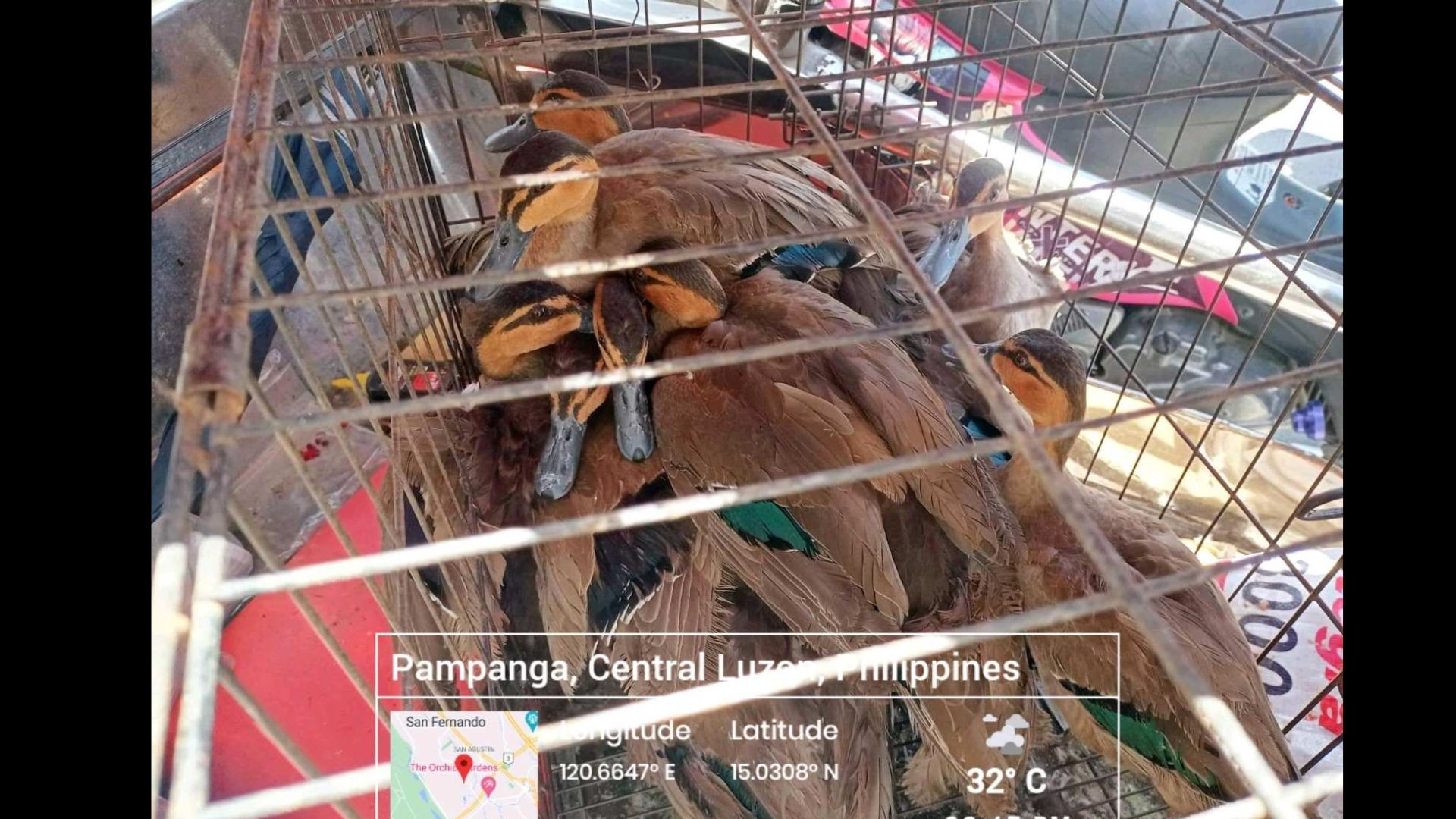 Ilegal na pagbebenta ng wild ducks sa pamamagitan ng Facebook, natuklasan ng PNP