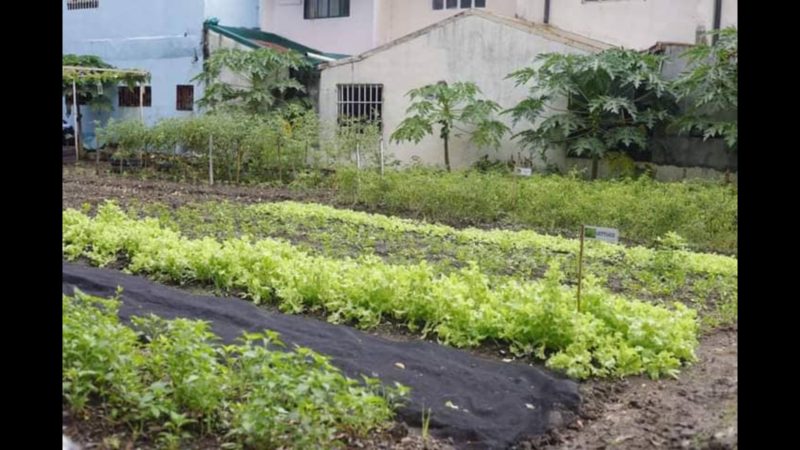 Urban teaching farm isinusulong ng Las Piñas LGU