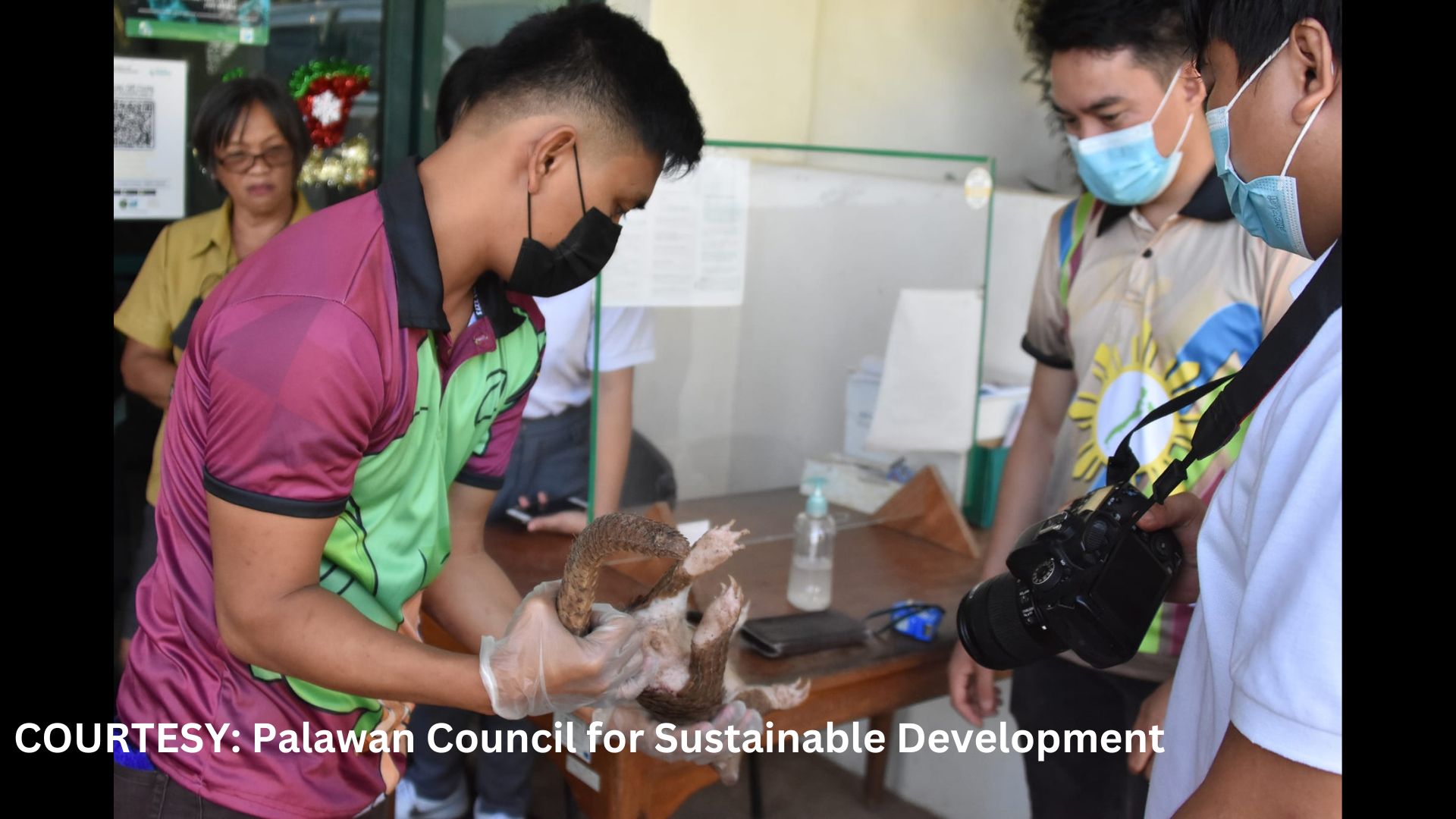 Sugatang Pangolin nailigtas sa Puerto Princesa, Palawan