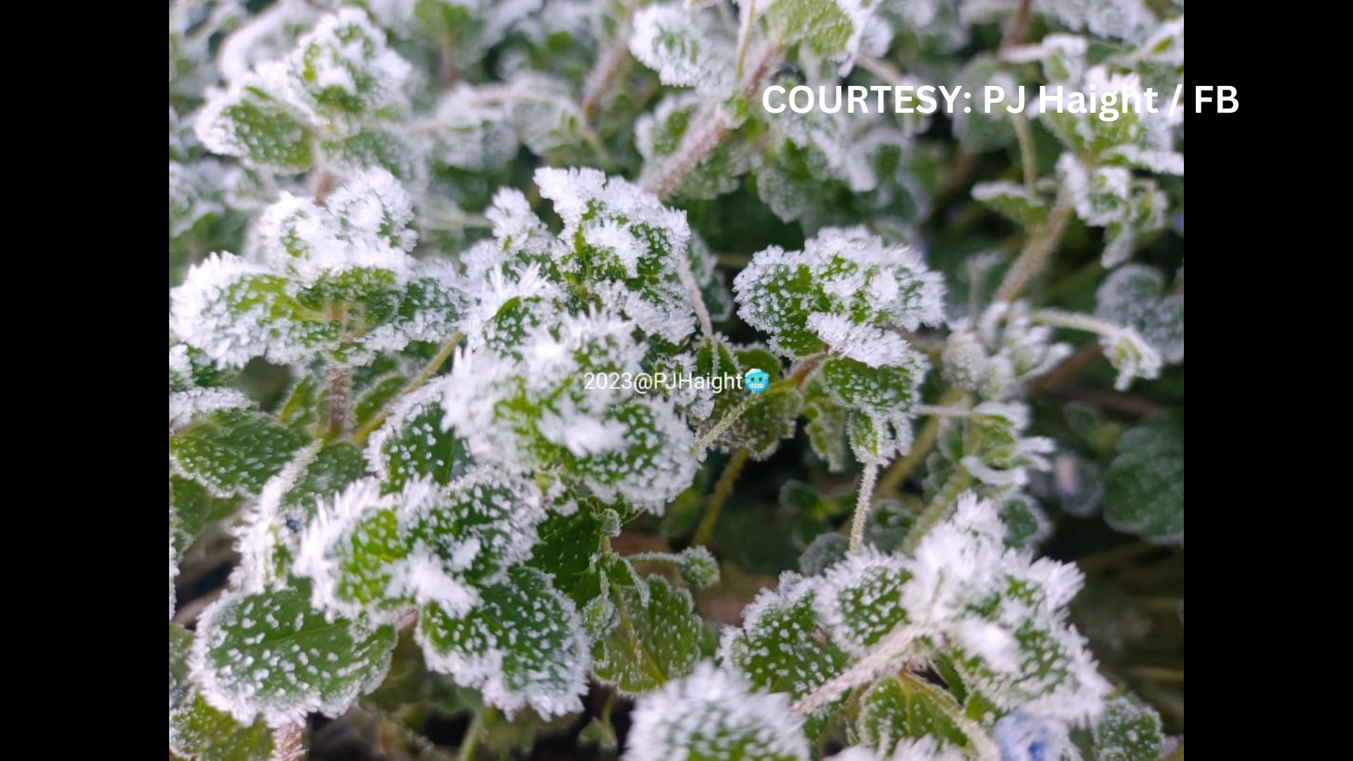 TINGNAN: Mga pananim sa Atok, Benguet binalot ng frost