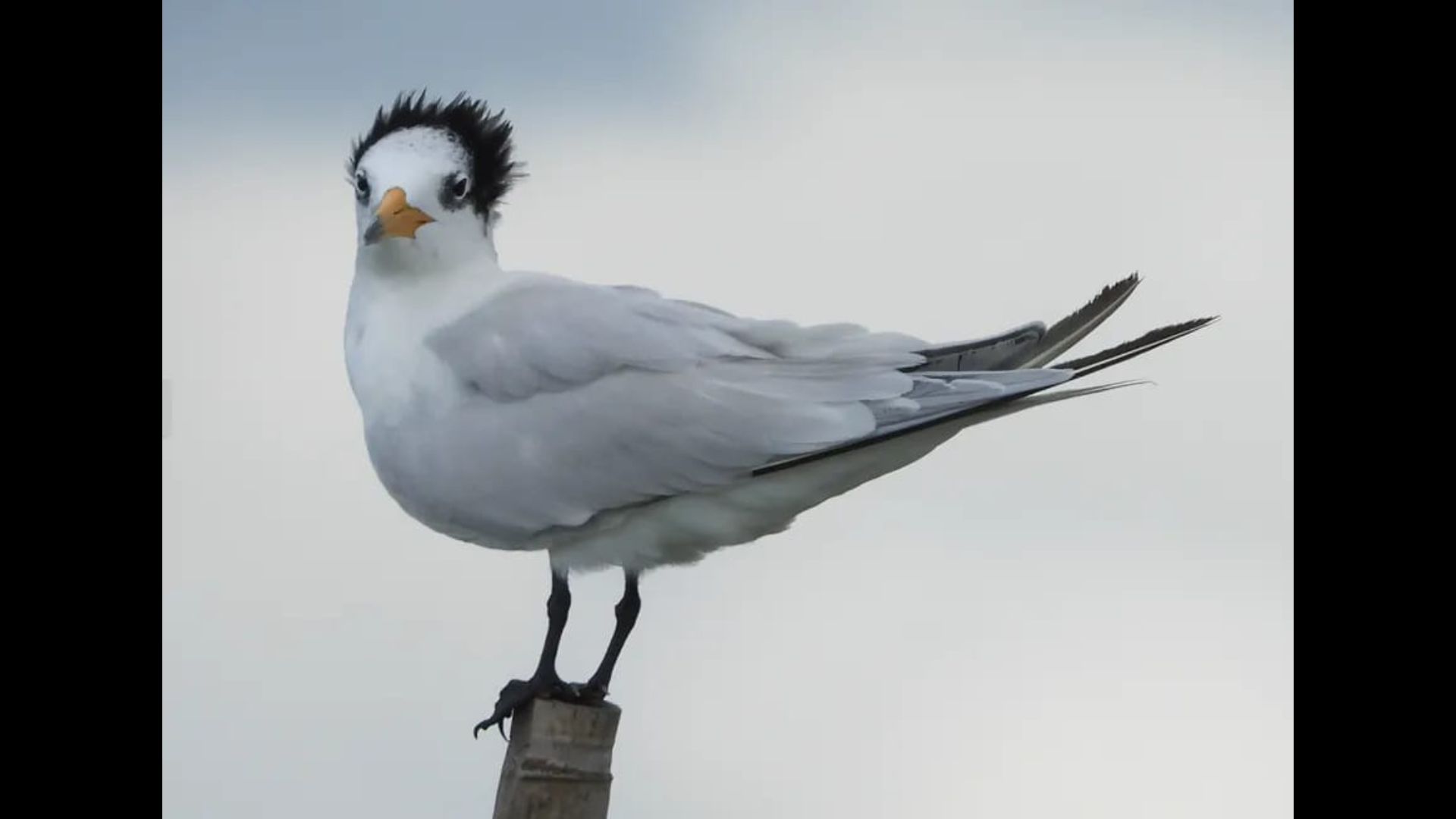 TINGNAN: Chinese Crested Tern muling namataan sa Davao Del Norte