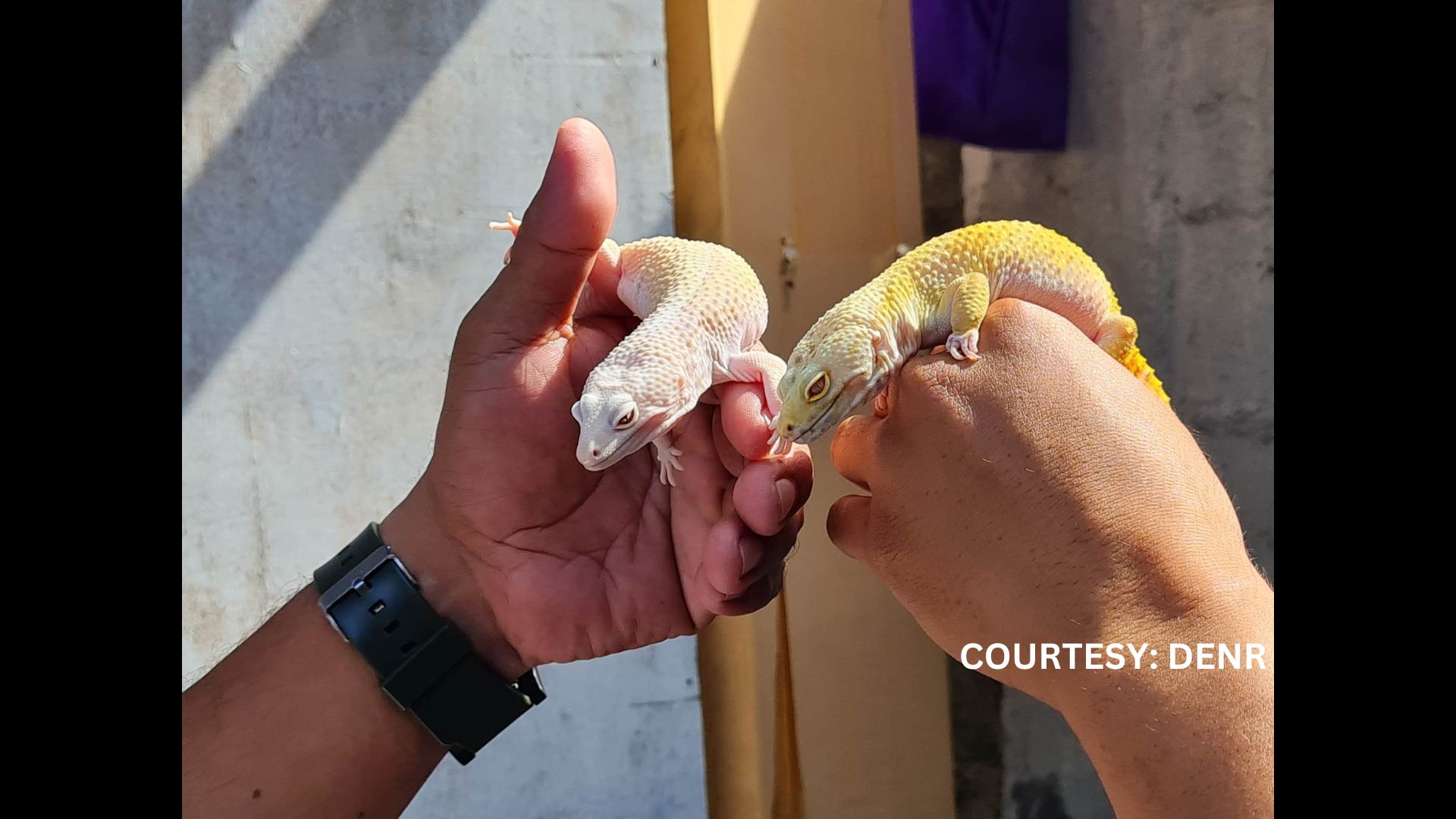 Dalawang illegally-trade Leopard Gecko nakumpiska mula sa isang suspek sa Batangas