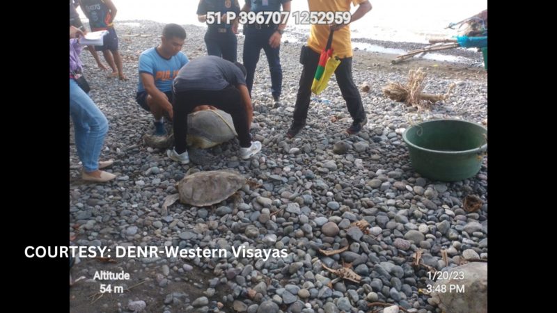 Tatlong Green Sea Turtles na na-stranded sa Tibiao, Antique, naibalik sa karagatan