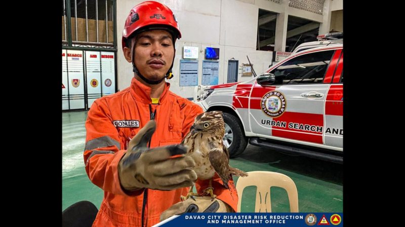 Predatory bird nailigtas sa Davao City